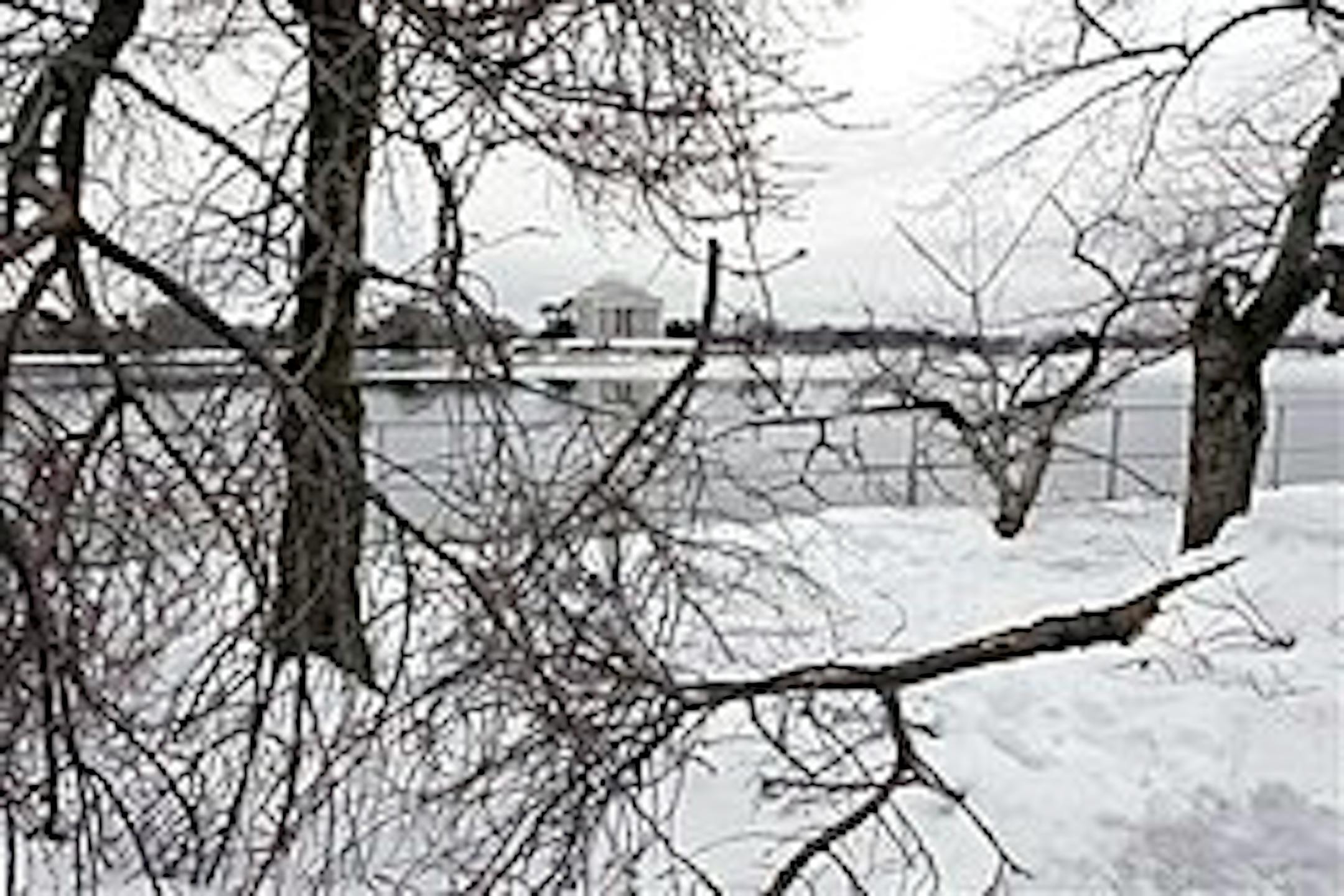 After the record-breaking snowfall in Washington, many of the famous cherry trees that line the Tidal Basin near the Jefferson Memorial, rear, have suffered splits and broken branches, as seen Wednesday, Feb. 17, 2010. Despite the damage, the National Park Service says that the cherry trees are resilient and in the long run will be fine. The trees, with colorful pink blossoms that erupt in spring, are a top tourist attraction in the nation's capital. (AP Photo/J. Scott Applewhite)