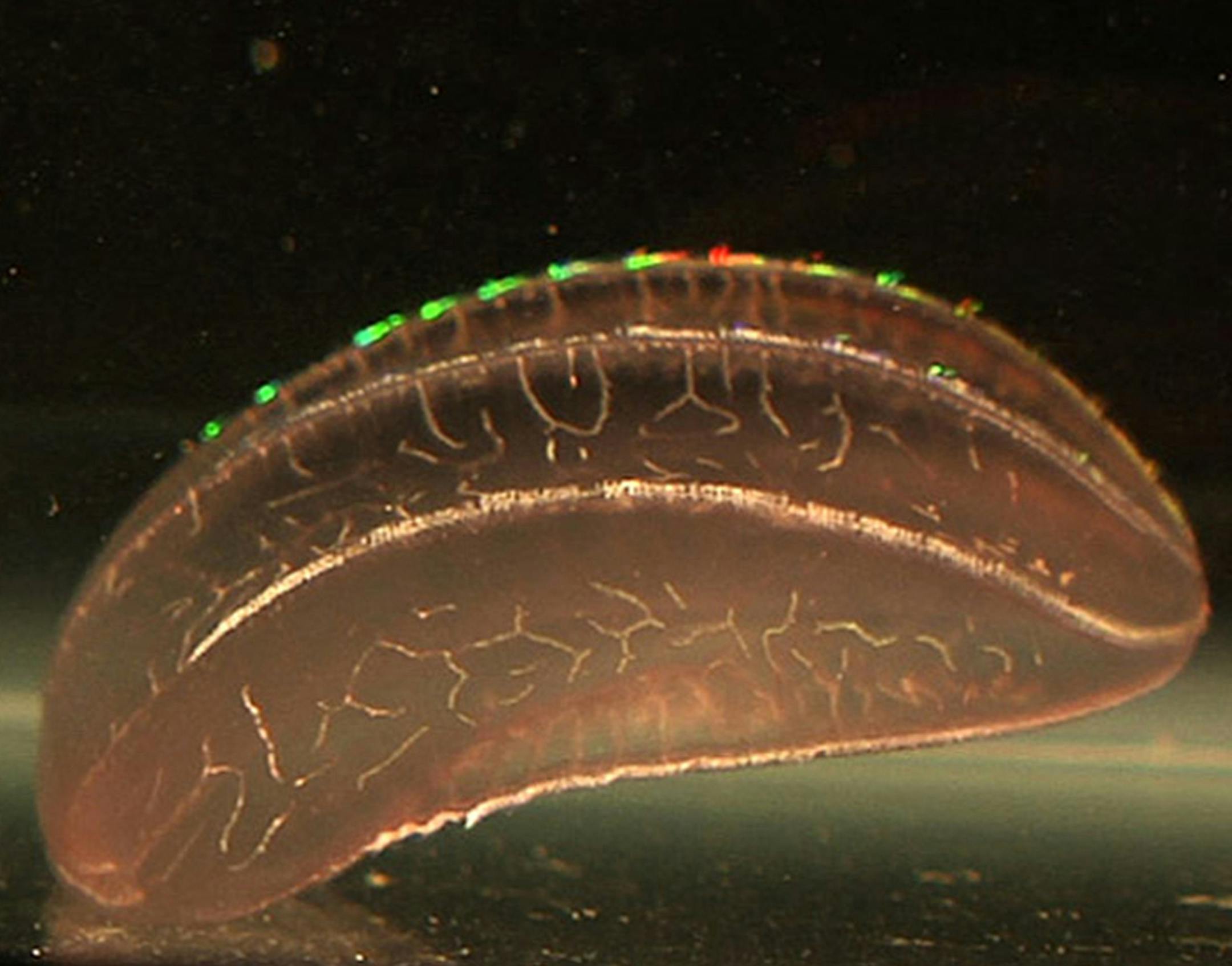 This March 30, 2014, photo shows a mysterious comb jelly, called a Beroe, caught in the Gulf Stream off the coast of Florida. It is being studied in a unique University of Florida shipboard laboratory. (AP Photo/Suzette Laboy) ORG XMIT: WX507
