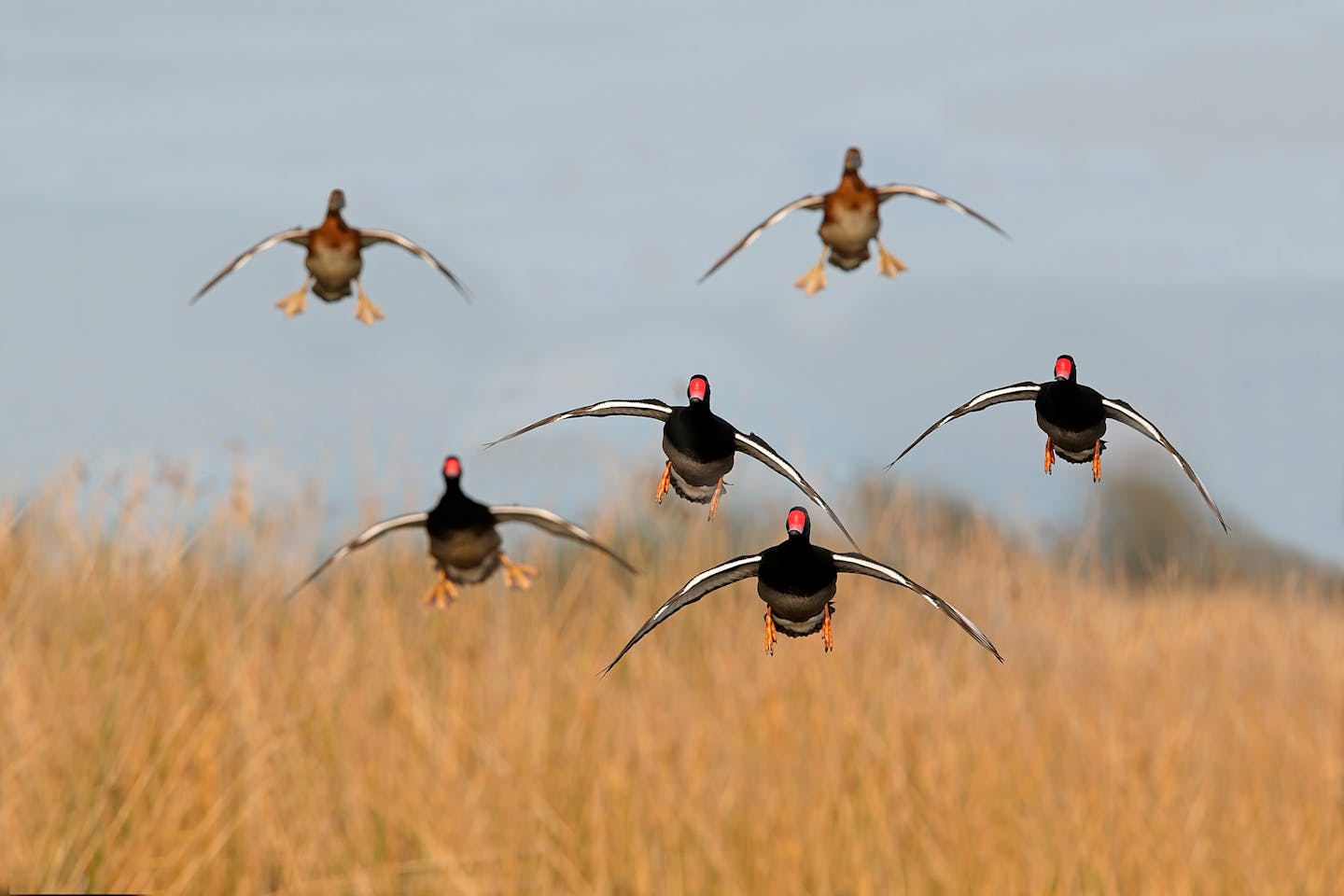 A Ducks Unlimited Guide to Hunting Diving & Sea Ducks - Gary Kramer  Photographer / Writer