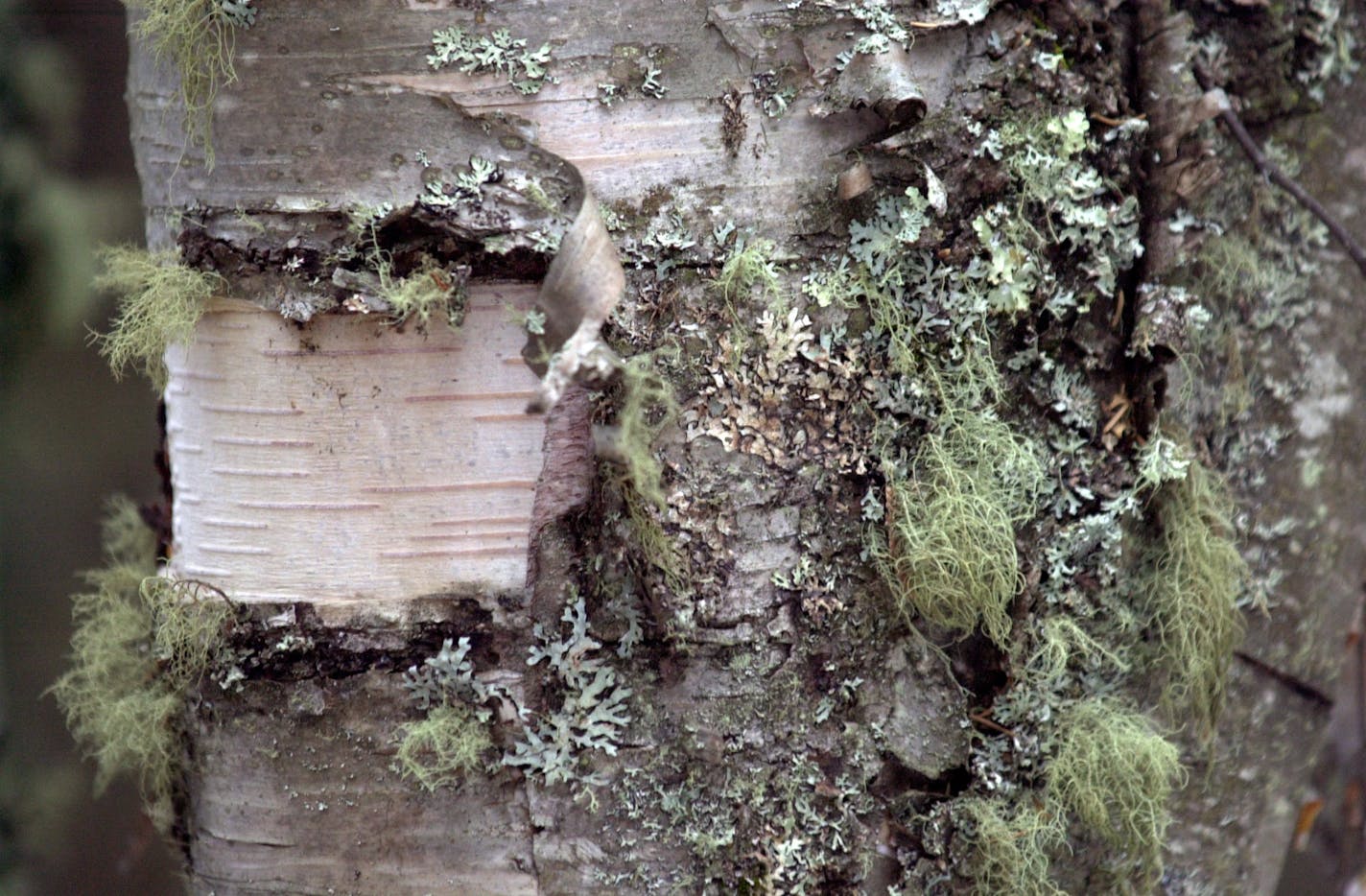 Old Man's Beard lichen