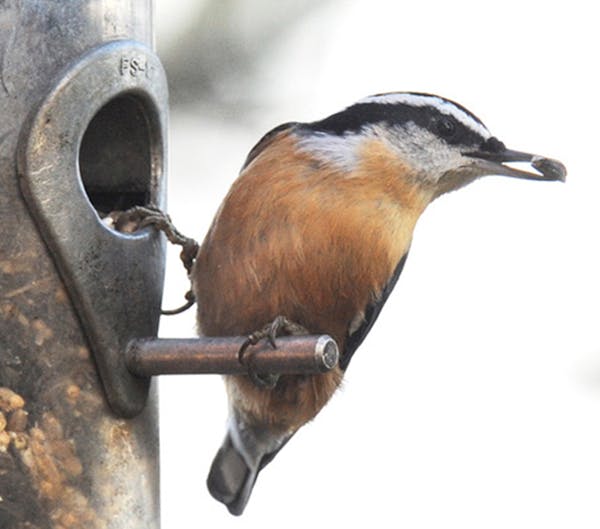credit: Jim Williams
Red breasted nuthatch.That red breast sets them apart from their cousins.