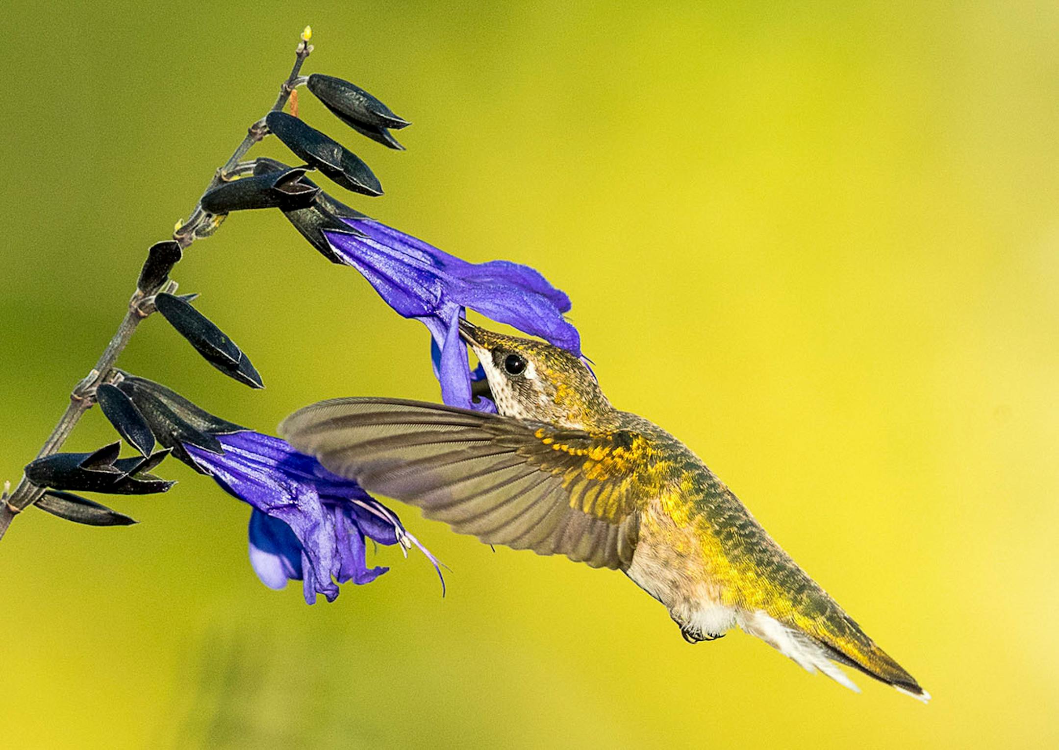 Longfellow Gardens, with its varied perennials and annuals attract Hummingbird. They start off at ground level, rising suddenly into the air, sometimes so high they virtually disappear, before diving back to earth at incredible speeds. Sometimes they will stop about 10 yards up and almost hover." Photo by Joe Fierst