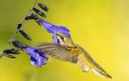 Longfellow Gardens, with its varied perennials and annuals attract Hummingbird. They start off at ground level, rising suddenly into the air, sometime