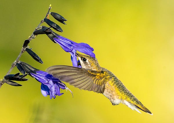 Longfellow Gardens, with its varied perennials and annuals attract Hummingbird. They start off at ground level, rising suddenly into the air, sometime