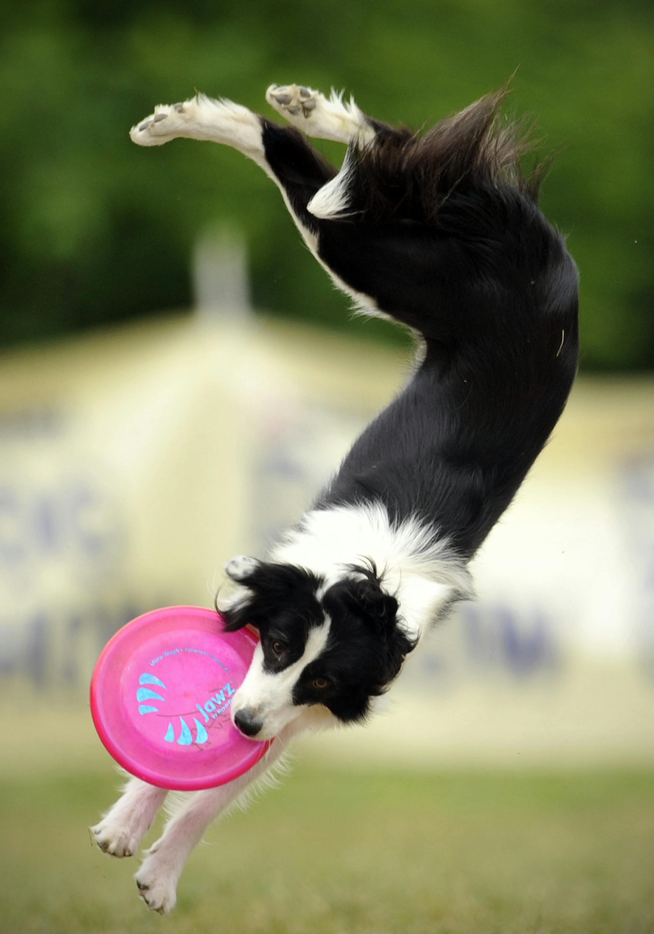 A border collie catches a frisbee during the Skyhoundz Disc Dog European Championship competition in Budapest, Hungary, Sunday, June 19, 2011. At disc dog competitions, dogs and their human frisbee disc throwers compete together in several categories. (AP Photo/Bela Szandelszky) ORG XMIT: MIN2013101018515985