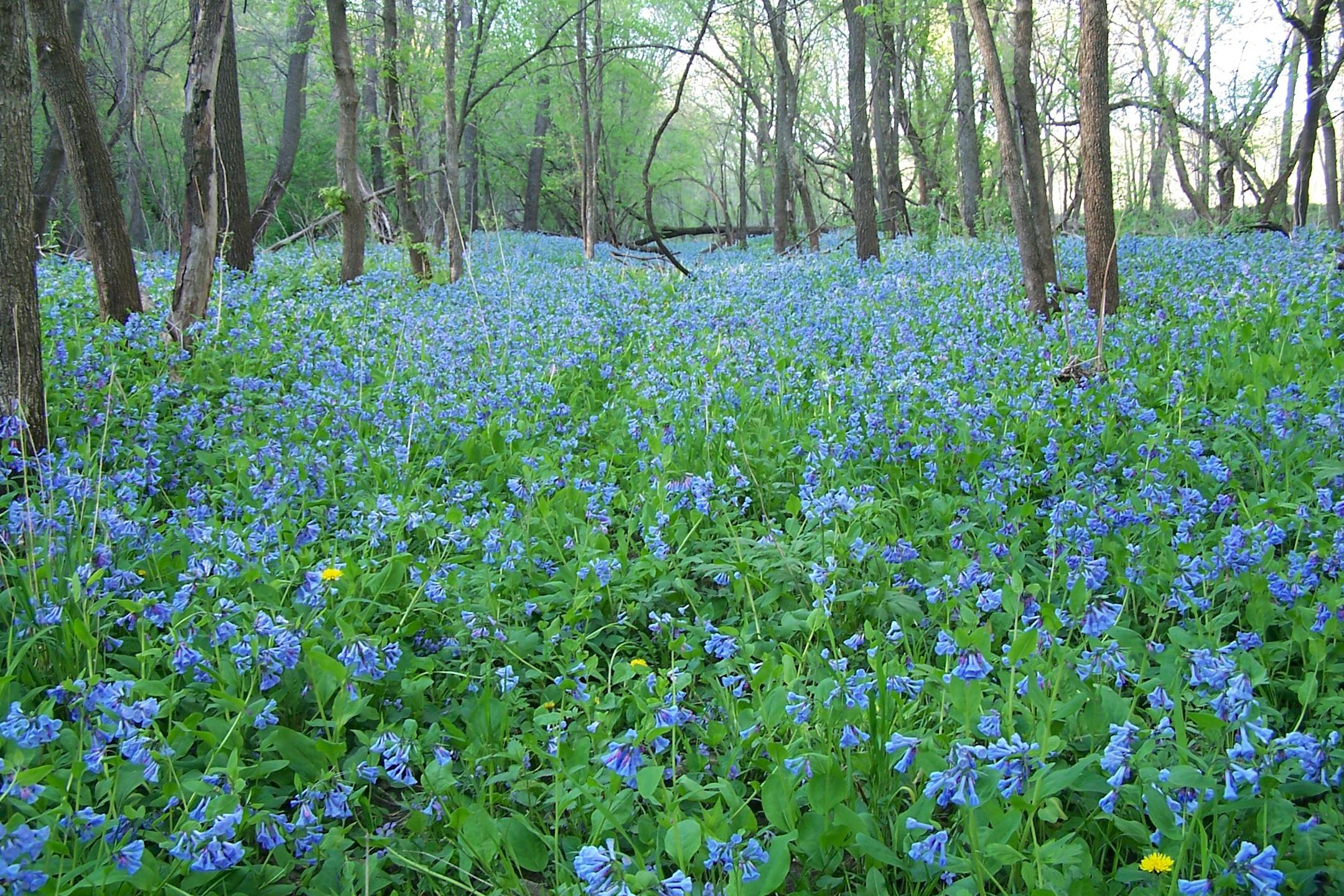 Bluebell bloom at Forestville/Mystery Cave State Park in Preston, Minn.