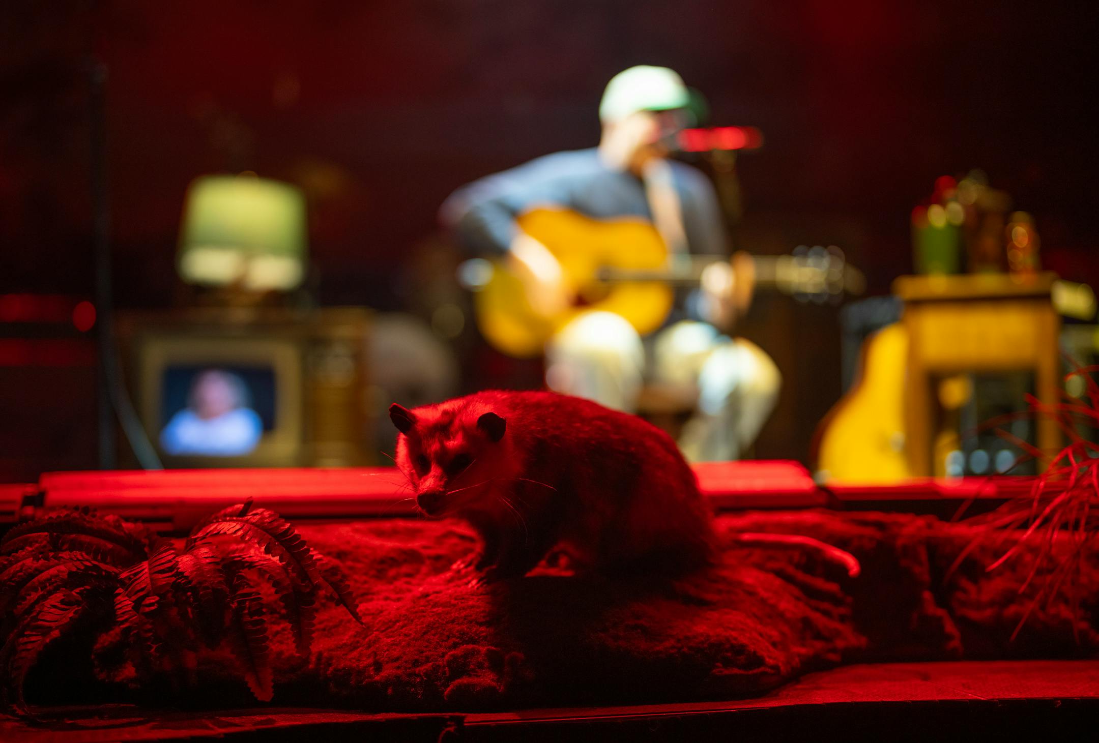 A possum kept Tyler Childers company on stage at the Armory in Minneapolis Wednesday night, June 14, 2023.