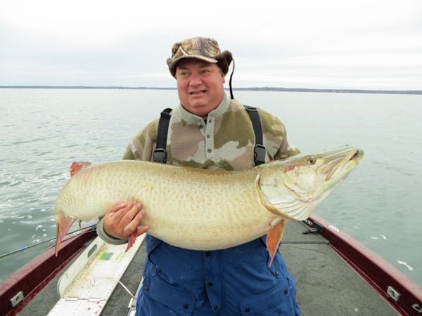 Roger Ecklund of the Twin Cities last month caught and released what almost surely would have been a state record muskie while fishing on MIlle Lacs w