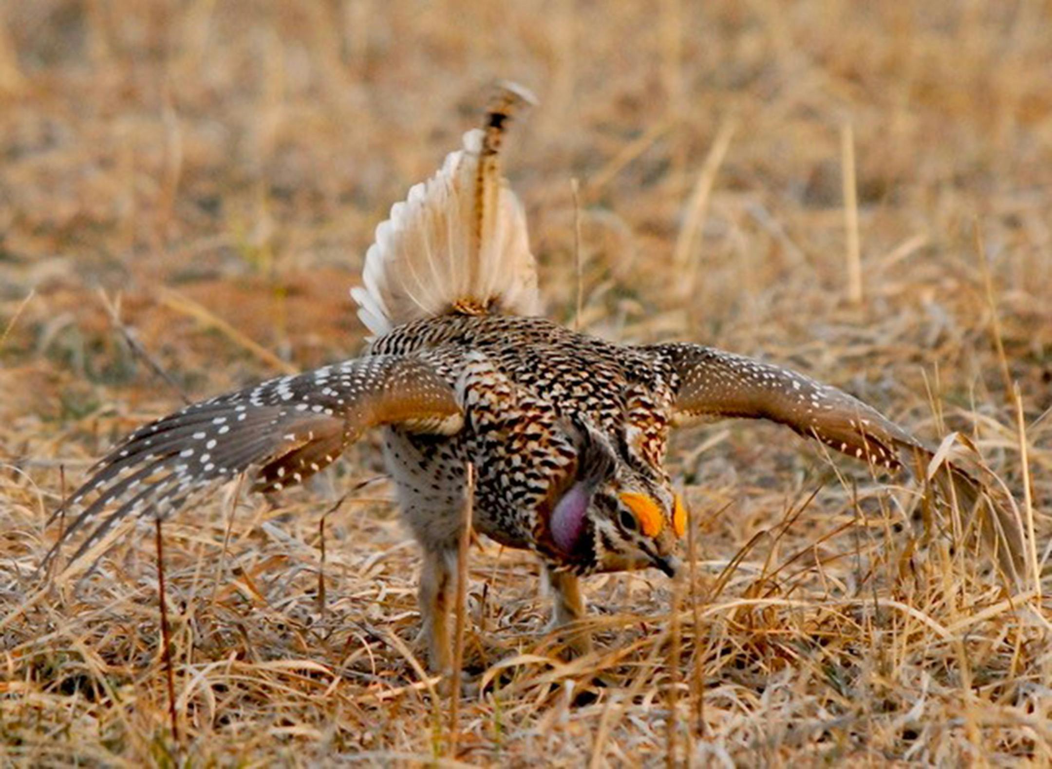 Sharp-tailed grouse, male. Jim Williams photo