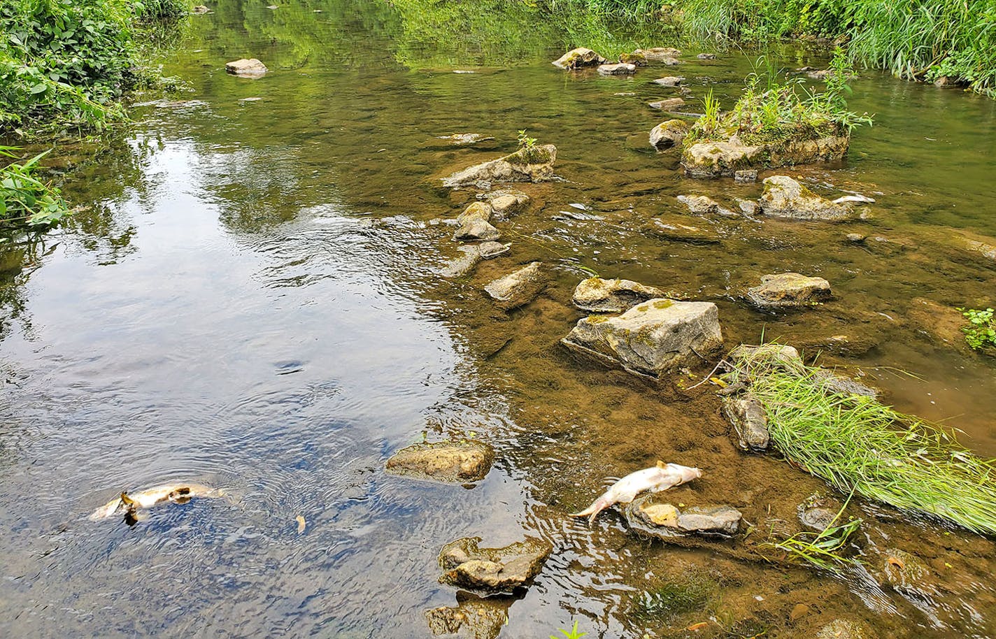 Rush Creek near Lewiston, Minn., was the site last July of 2,500 dead fish. Investigators didn't pinpoint the cause but said upstream runoff of manure and farm chemicals were factors, coupled with rain.