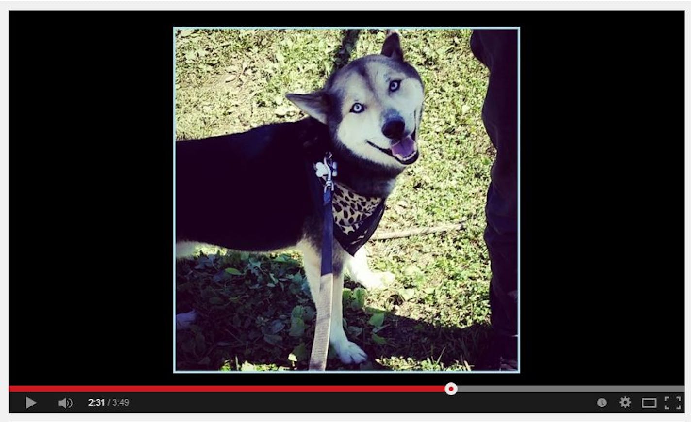 Days after Draco's death, Andrea Godfrey created a tribute video to her beloved dog and posted it to YouTube.