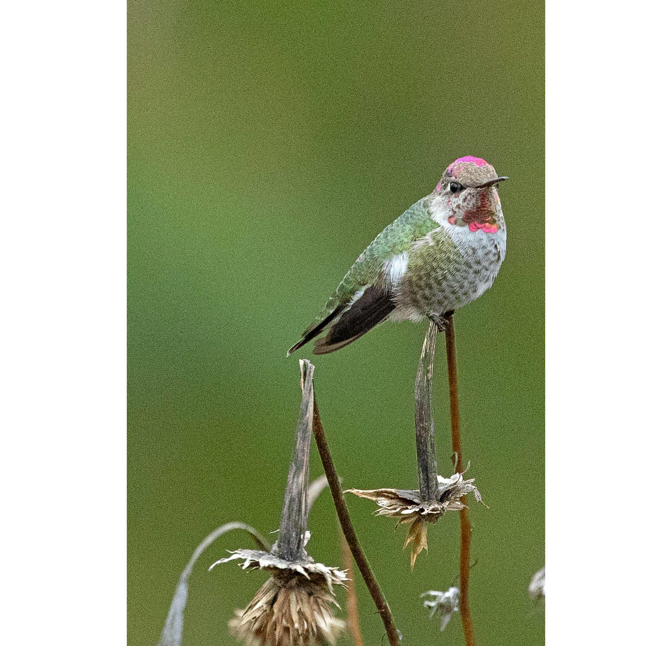Photo by Elizabeth Tiller—1.This young Anna's hummingbird visited a backyard near Farmington for more than two weeks this fall.ONETIME USE ONLY witih Val's column