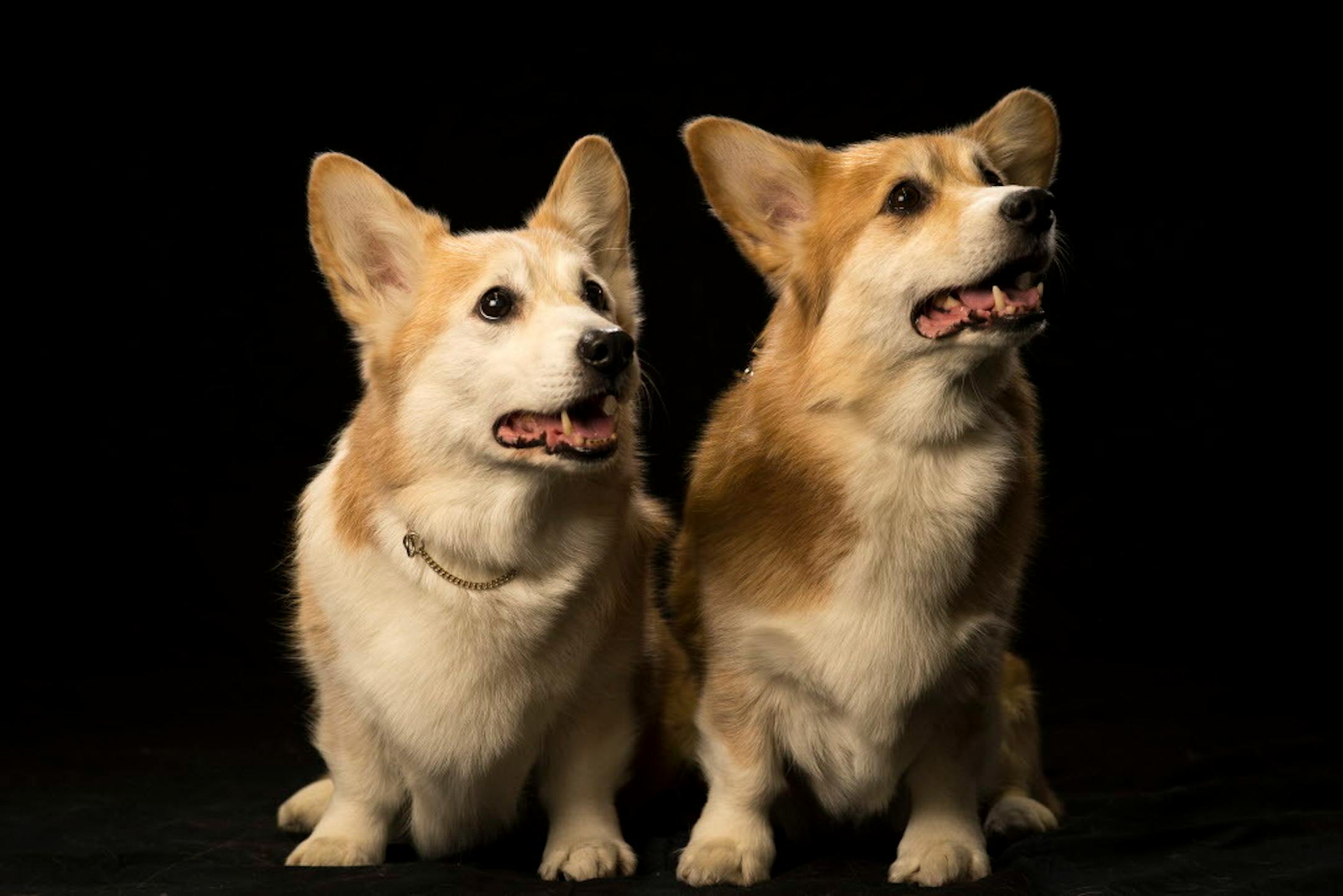 Minneapolis Aquatennial is sponsoring a Candid Canines Film Fest this summer.