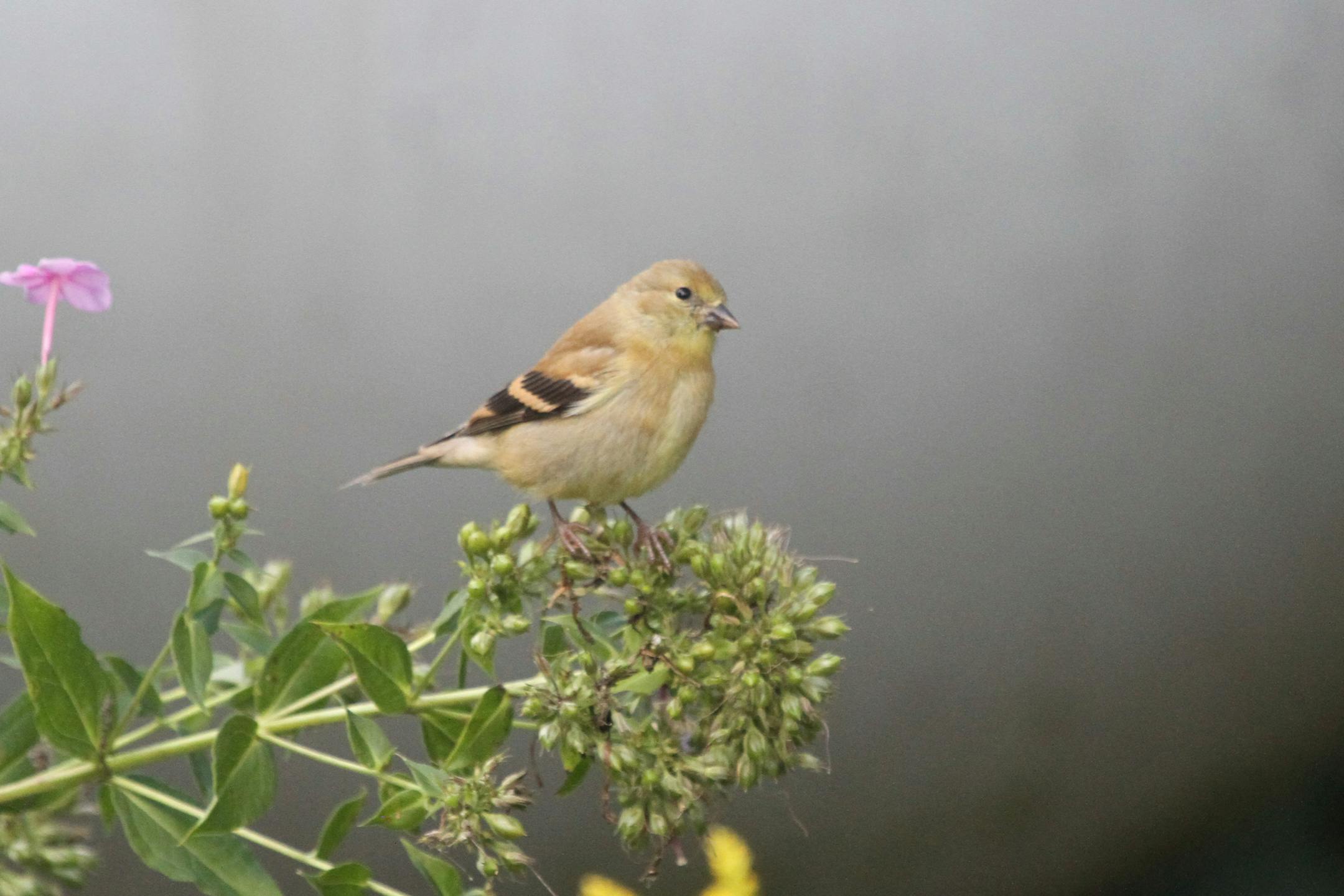 Photo by Don Severson: Soon all goldfinches will molt into winter coats and look like this finch, perched on a gone-to-seed phlox plant.