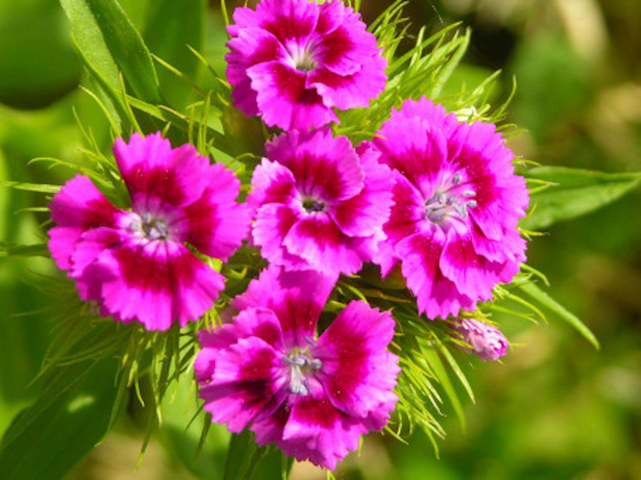 Dianthus