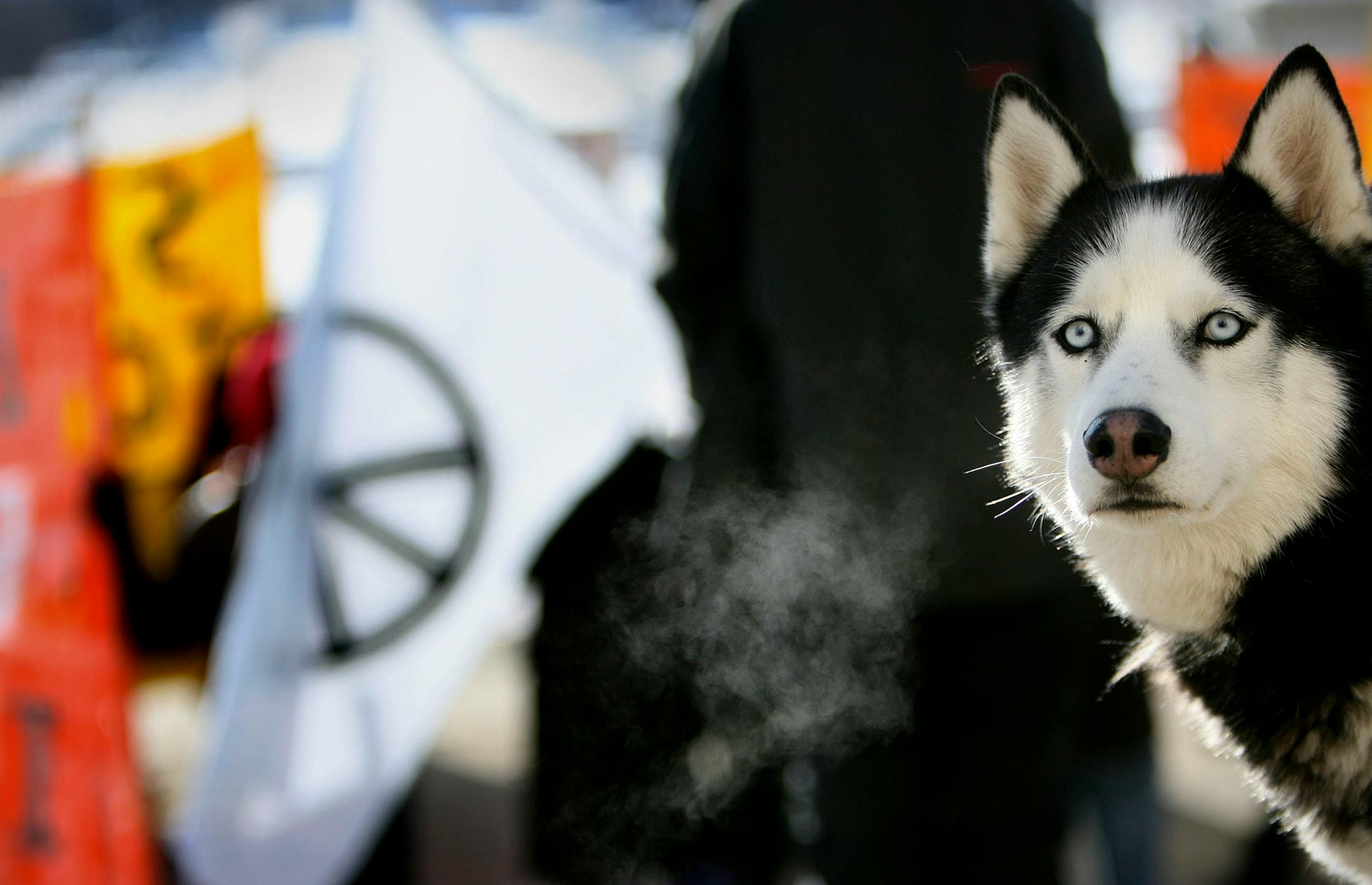 "Kyle the peace dog," as his owner Kevin Smith of Minnetonka calls the Siberian husky, waited patiently during a news conference Wednesday by members of the Coalition to March on the RNC and Stop the War on the steps of the State Capitol.