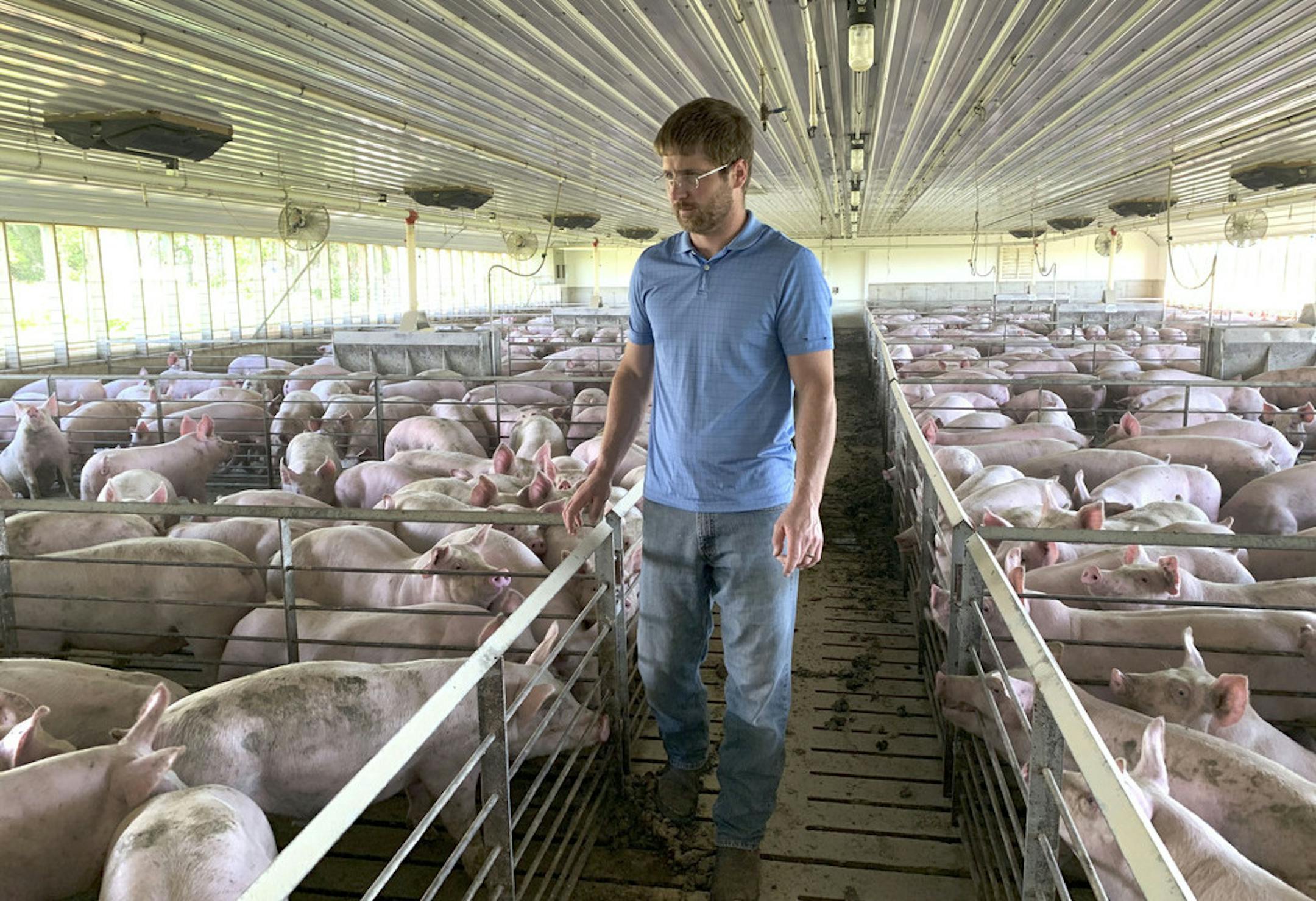 In this Tuesday, June 25, 2019, photo, farmer Matthew Keller walks through one of his pig barns near Kenyon, Minn. When the Trump administration announced a $12 billion aid package for farmers struggling under the financial strain of his trade dispute with China, the payments were capped. But records obtained by The Associated Press under the Freedom of Information Act show that many large farming operations easily found legal ways around the limits to collect big checks. Recipients who spoke to