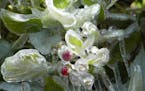 Frosted raspberry plant, as seen in Afton, Minn.