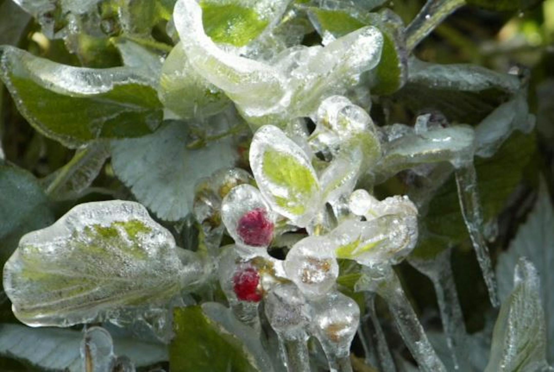 Frosted raspberry plant, as seen in Afton, Minn.