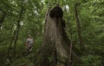 In this July 2, 2018 photo, Tom McQuaide, admires the colossal sized tree he discovered while marking trees to harvest on property in Bell Township, P