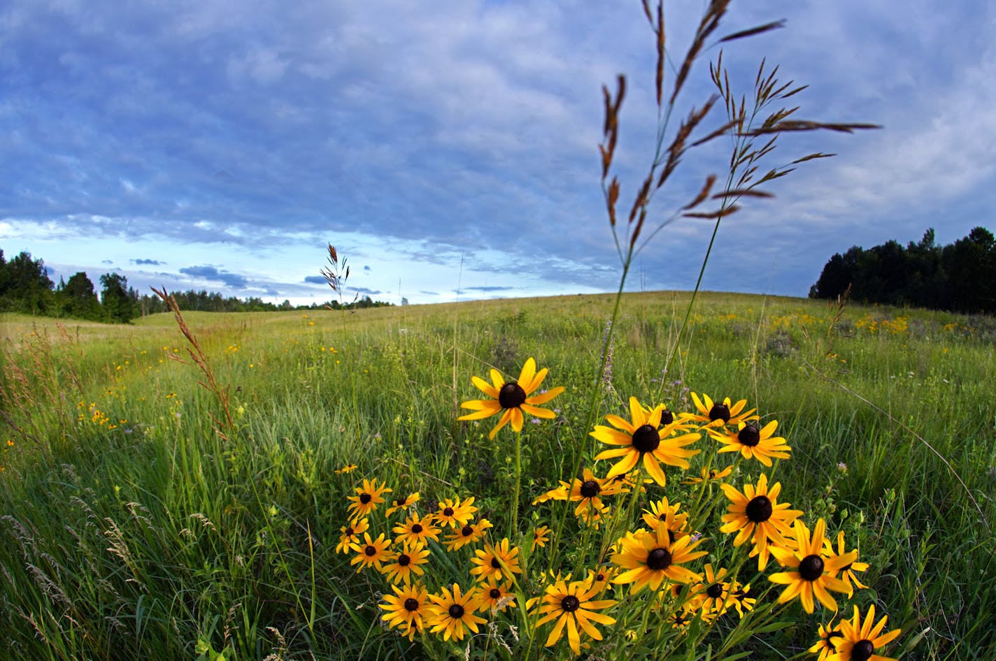 Black Eyed Susan flowers  bloom in Crow Hassan Regional Park, which is home to a remarkably diverse and thriving prairie that's been built and managed over 50 years by the Three Rivers Parks District. "This isn't a native prairie. We created this. This was a man-made prairie," said district biologist John Moriarty of the 1,200-acre complex.