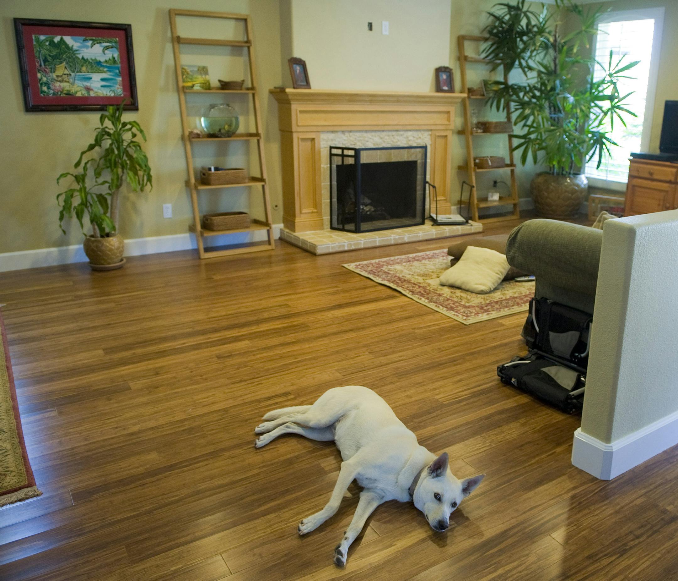 Scott Tracy's dog Kaia finds a spot for a nap on the stranded bamboo floors in his remodel green home. (Leonard Ortiz/Orange County Register/MCT)