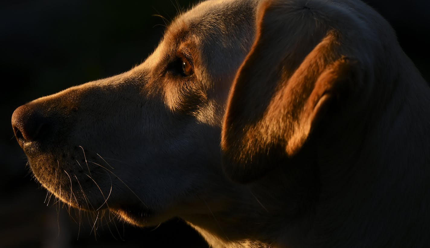 Crosby, a one-year old yellow lab, looked toward Rose Lake at sunset Wednesday night. ] Aaron Lavinsky &#xa5; aaron.lavinsky@startribune.com DAY 2 - Tony Jones, his 14-year old son Aiden, their friend Brad Shannon and Outdoors editor Bob Timmons started the day on South Lake on Wednesday, June 12, 2019. They portaged directly from their camp site into Rat Lake and then portaged into Rose Lake, where they set up camp for the night. ORG XMIT: MIN1906202055510942