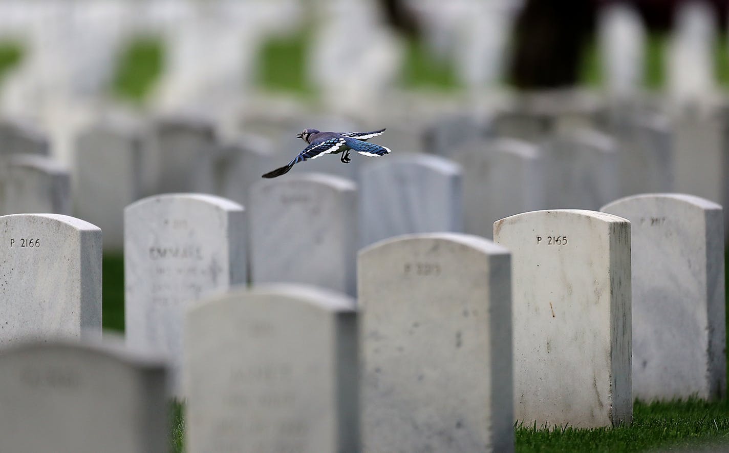 Memorial Day 2020 will be yet another strange holiday because of COVID-19 at Fort Snelling National Cemetery and beyond. Here, a blue jay flies over graves at at Fort Snelling National Cemetery Wednesday, May 20, 2020, in Minneapolis, MN.