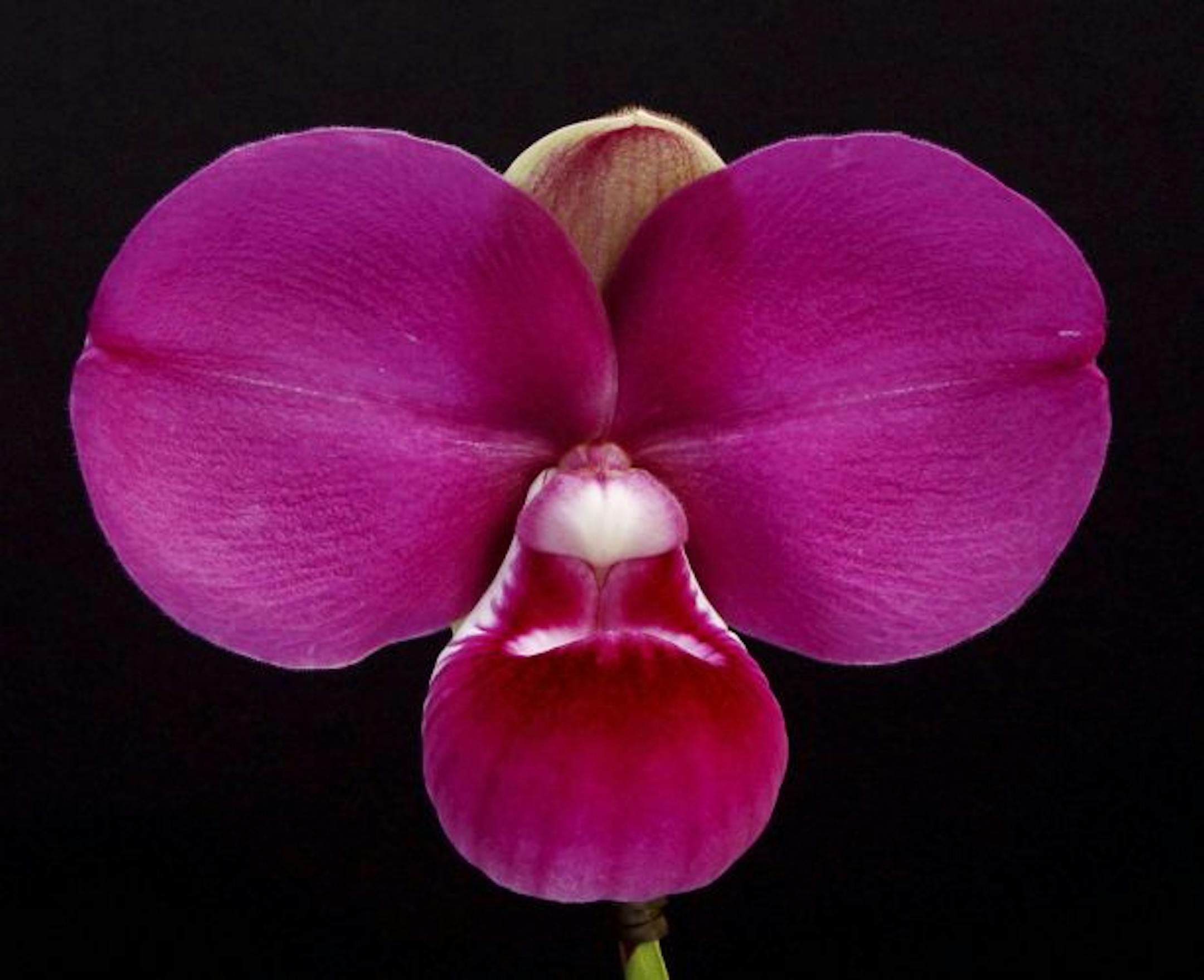 Phragmipedium kovachii orchid