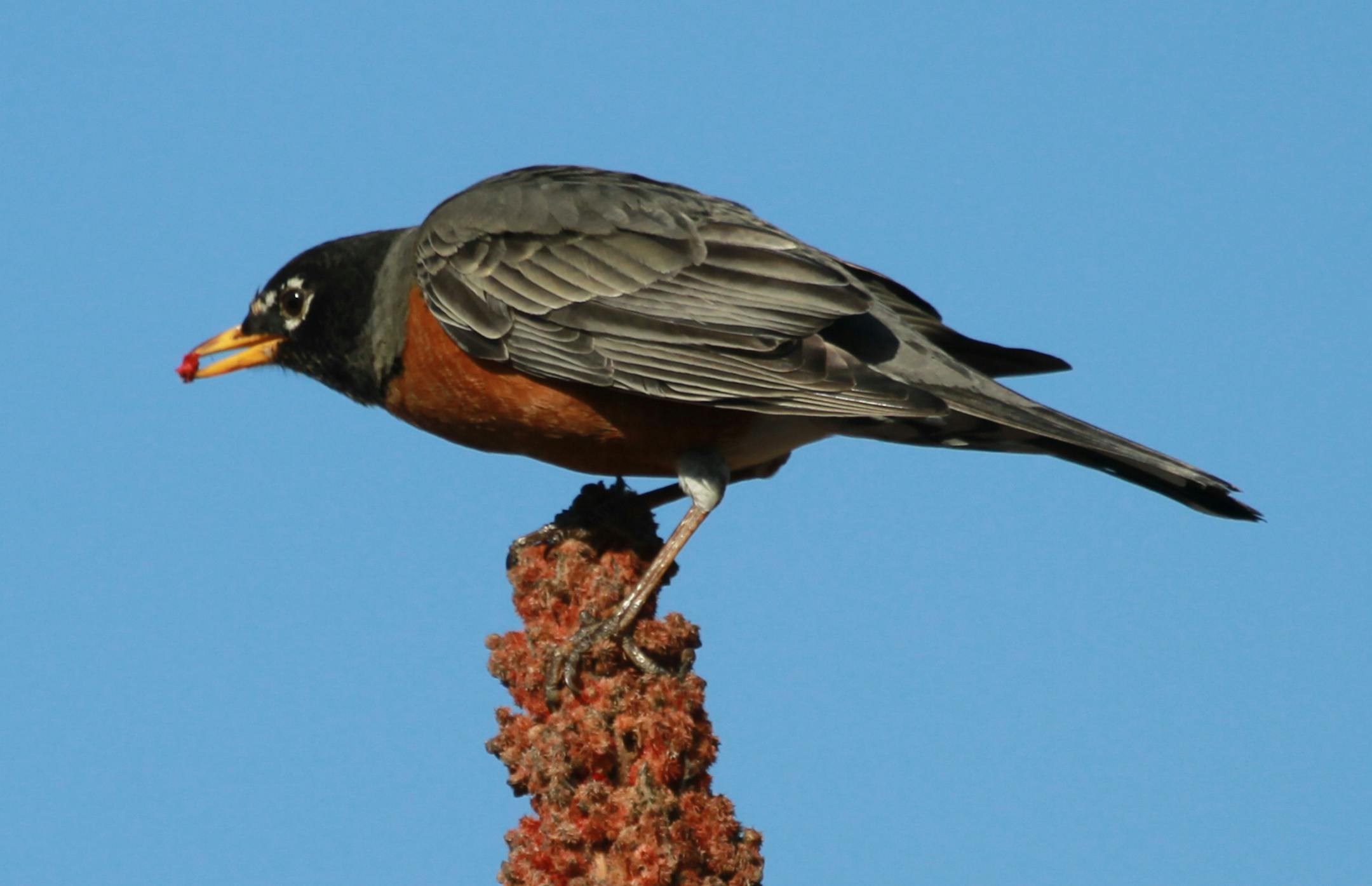 Photo by Don Severson A robin picks at staghorn sumac berries, one of the few meals still available in late winter for this fruit-eating species.