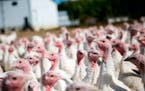 Turkey farmers are worried about implications of a new USDA rule that applies to chicken growers but not to them.