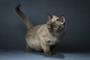 Beau, a 5-month-old champagne Burmese kitten, is pictured in the home of owner Brian Tripp Thursday, Jan. 15, 2015 in St. Louis Park.