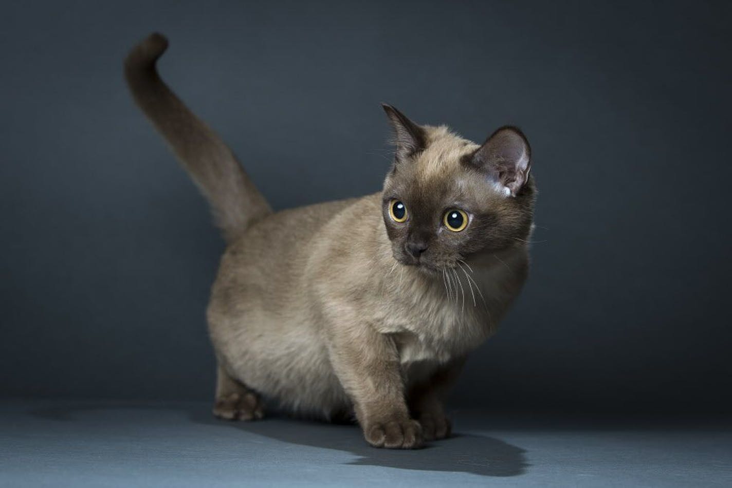 Beau, a 5-month-old champagne Burmese kitten, is pictured in the home of owner Brian Tripp Thursday, Jan. 15, 2015 in St. Louis Park.