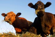 The effects of the drier-than-normal June are being felt first by Minnesota’s cattle farmers, who have lost pasture grass to drought and must consid
