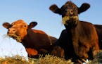 The effects of the drier-than-normal June are being felt first by Minnesota’s cattle farmers, who have lost pasture grass to drought and must consid