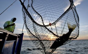 FILE -- A walleye is netted, caught on the Twin Pines Resort boat at sunset Wednesday, July 29, 2015, during an evening excursion on Lake Mille Lacs.