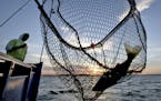 FILE -- A walleye is netted, caught on the Twin Pines Resort boat at sunset Wednesday, July 29, 2015, during an evening excursion on Lake Mille Lacs.