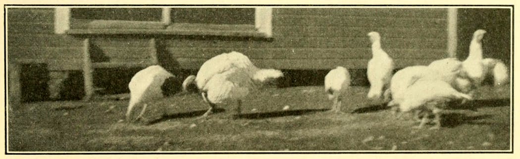 Turkeys grazed on a Clay County farm in northwestern Minnesota in 1916. From the book 