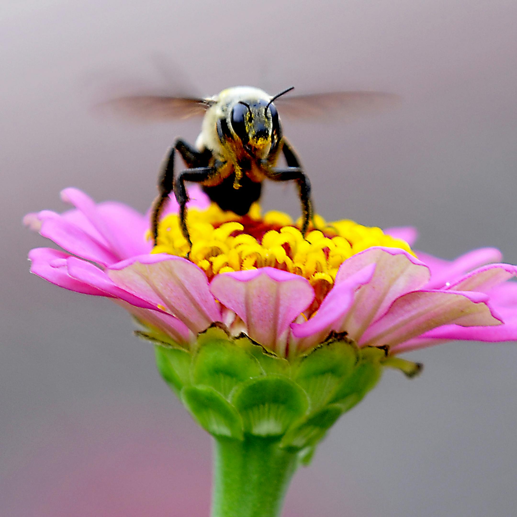 A pollen covered bee takes off from a flower at Dillingham Garden Thursday July 25, 2013 in Enid, Oklahoma. (AP/Enid News & Eagle, Billy Hefton)