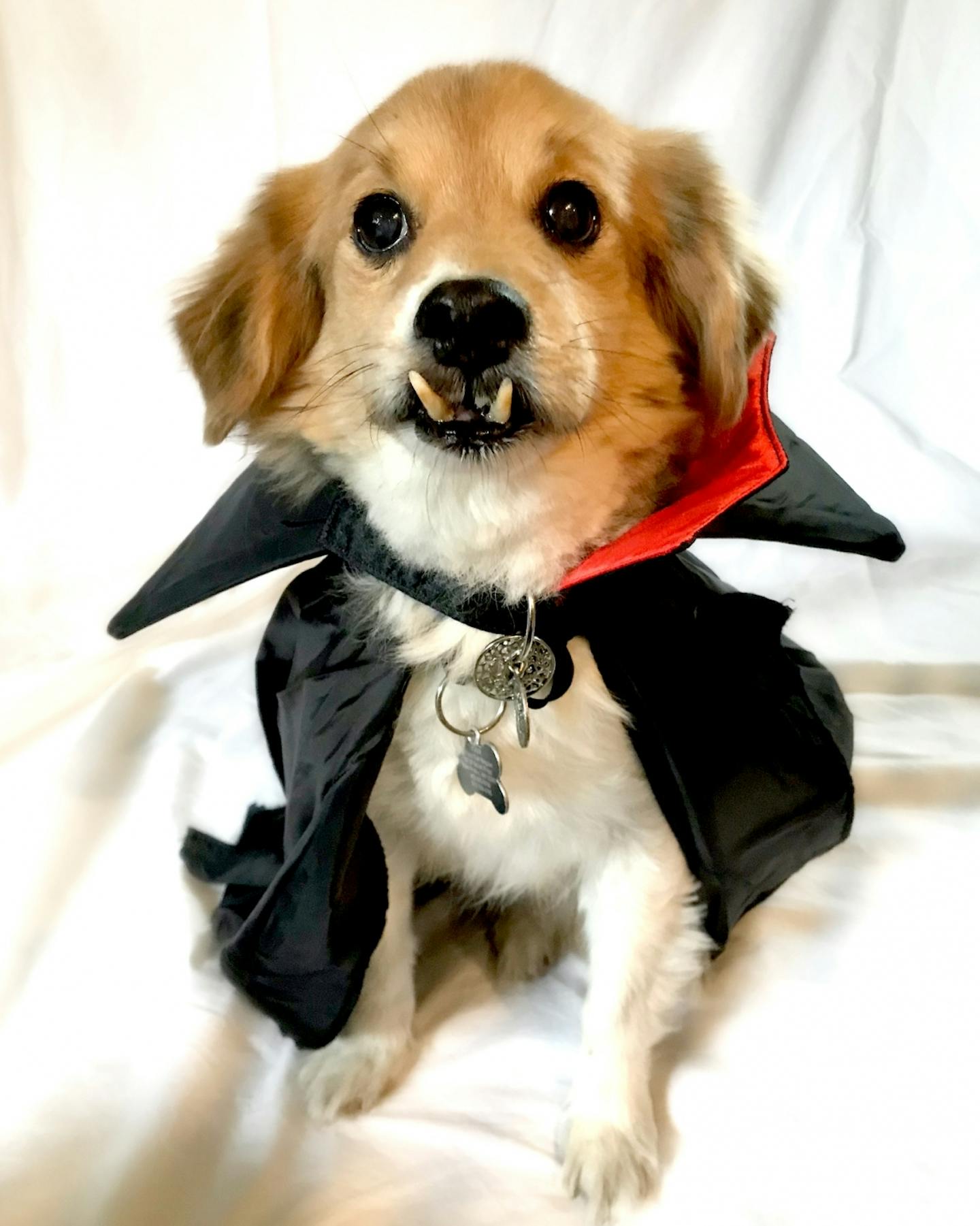 Dog vampire outlet costume