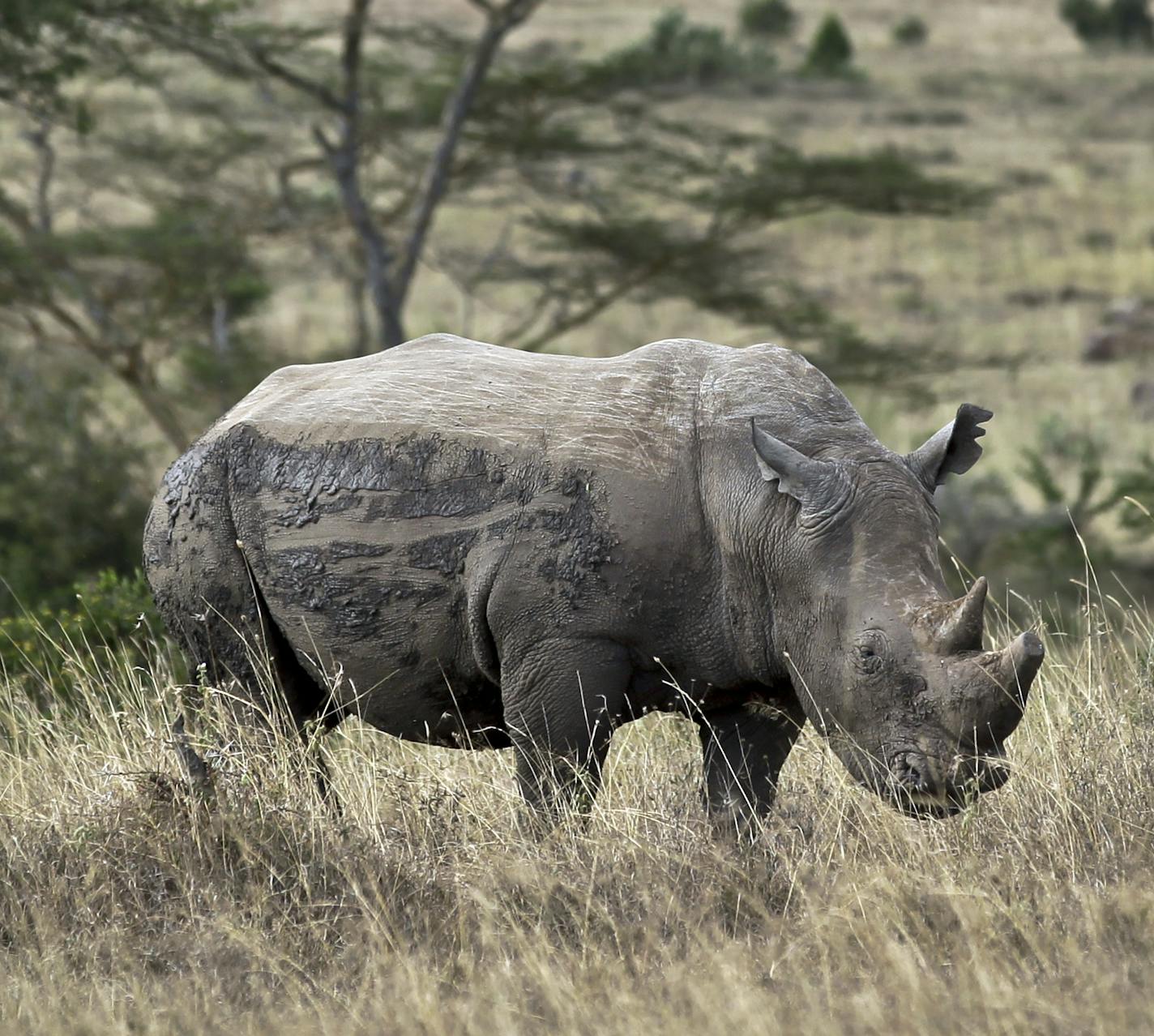 In this photo taken Thursday, Sept. 20, 2012, a white rhino grazes in Nairobi National Park, Kenya. Seeing a dire situation grow worse, the animal conservation group the World Wildlife Fund (WWF) enlisted religious leaders on Thursday, Sept. 20, 2012 in the fight to end the slaughter of Africa's elephants and rhinos by poachers, hoping that religion can help save some of the world's most majestic animals. (AP Photo/Ben Curtis)