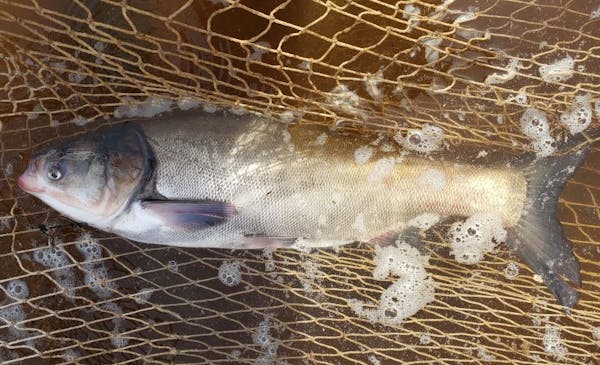 This silver carp was caught in the St. Croix River, the Minnesota DNR announced Monday.