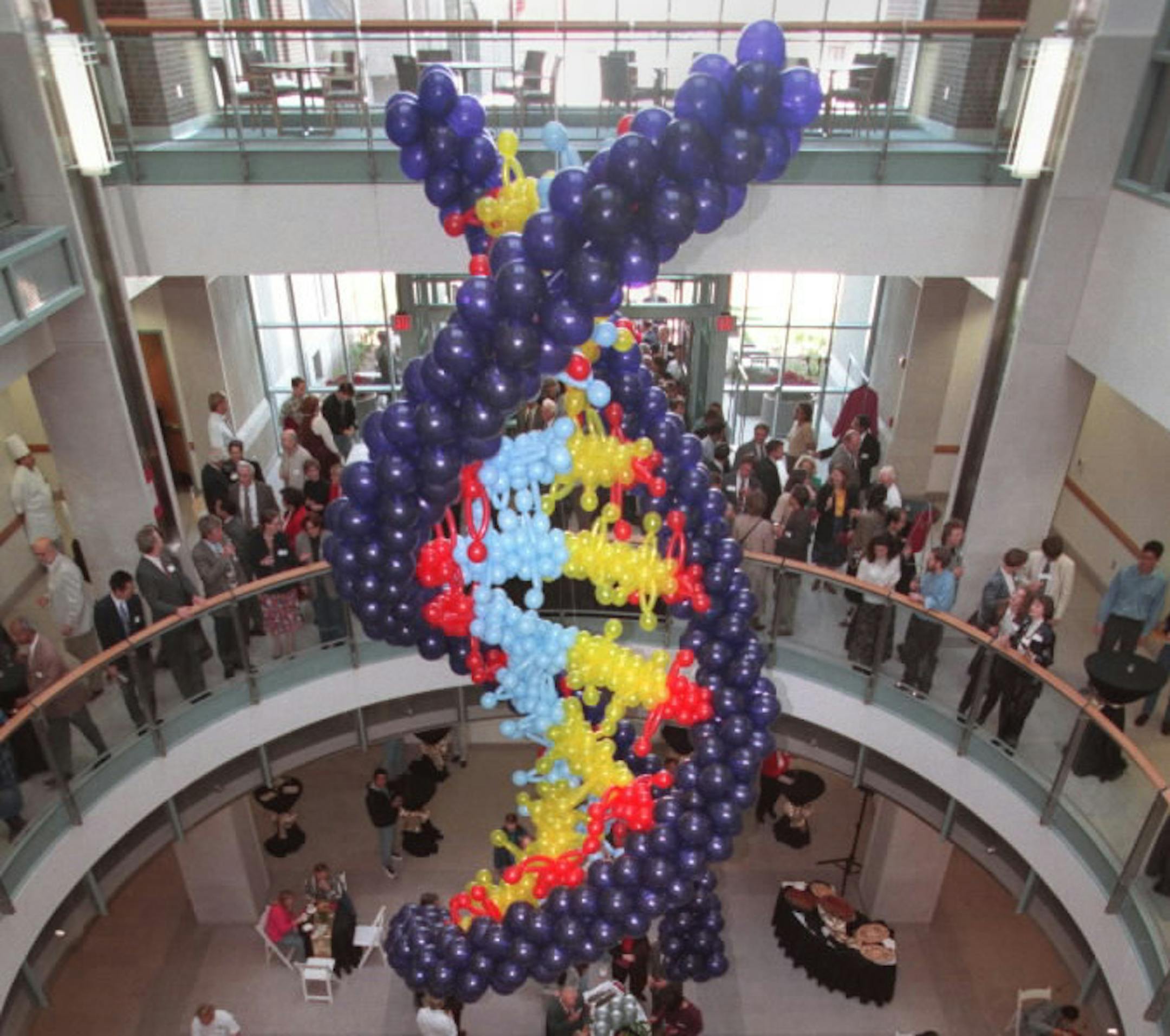 A double helix of DNA made of balloons at the Bio Medical Sciences building on the University of Minnesota campus.