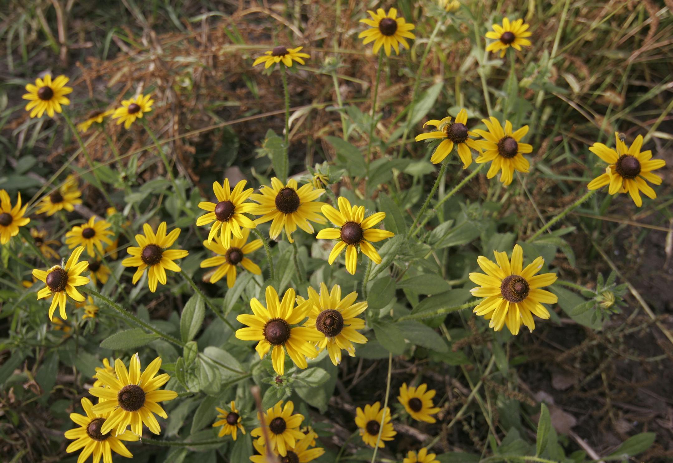 Black-eyed susans grow on Mike Stevenson's land near the Minnesota River in Nicollet County. Star Tribune photo by Doug Smith