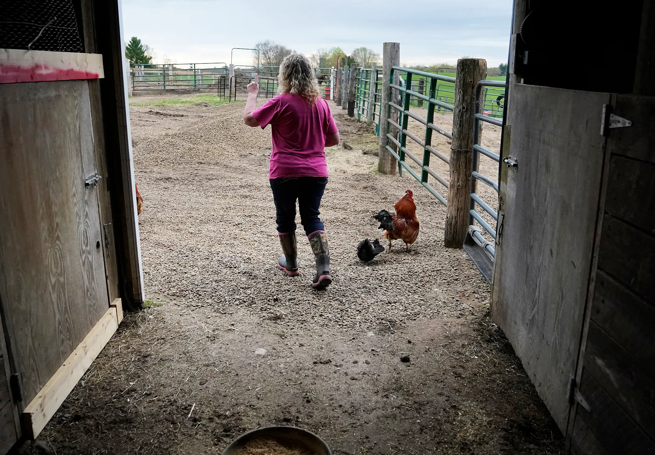 Humane agents rescue Minnesota's maltreated animals, from starving ...