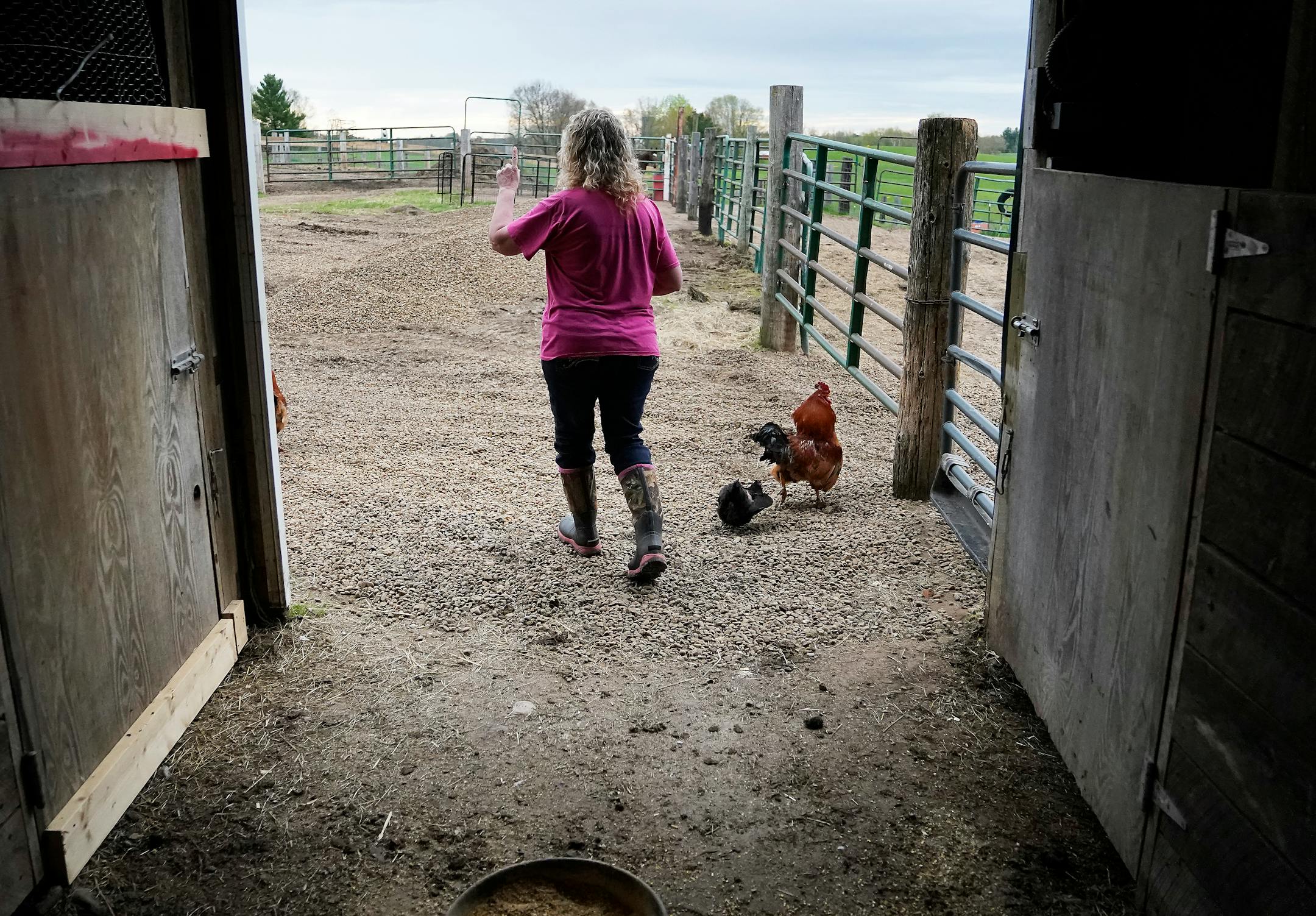 Animal Human Society agent Amanda Oquist walks towards a pasture to check on horses while doing morning chores before heading to work Wednesday, May 18, 2022, near Finlayson, Minn.