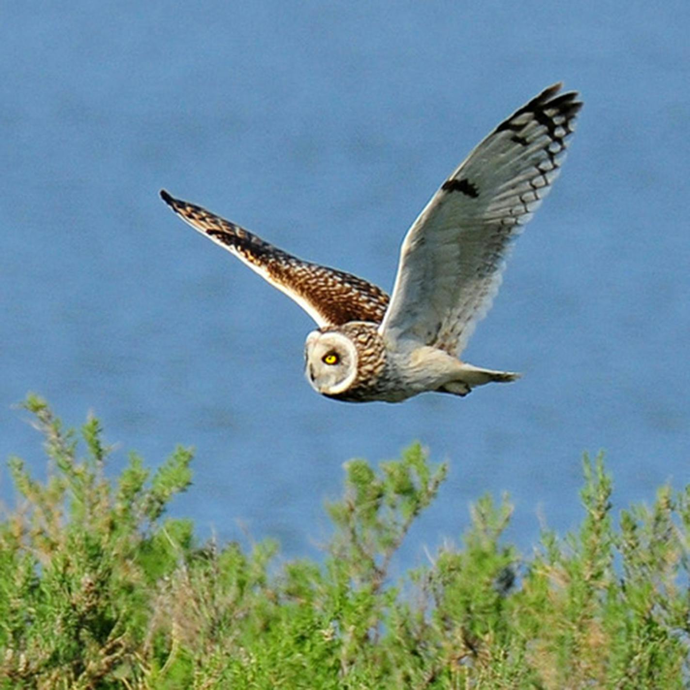 Short-eared owl in flight [Photo by Jim Williams]