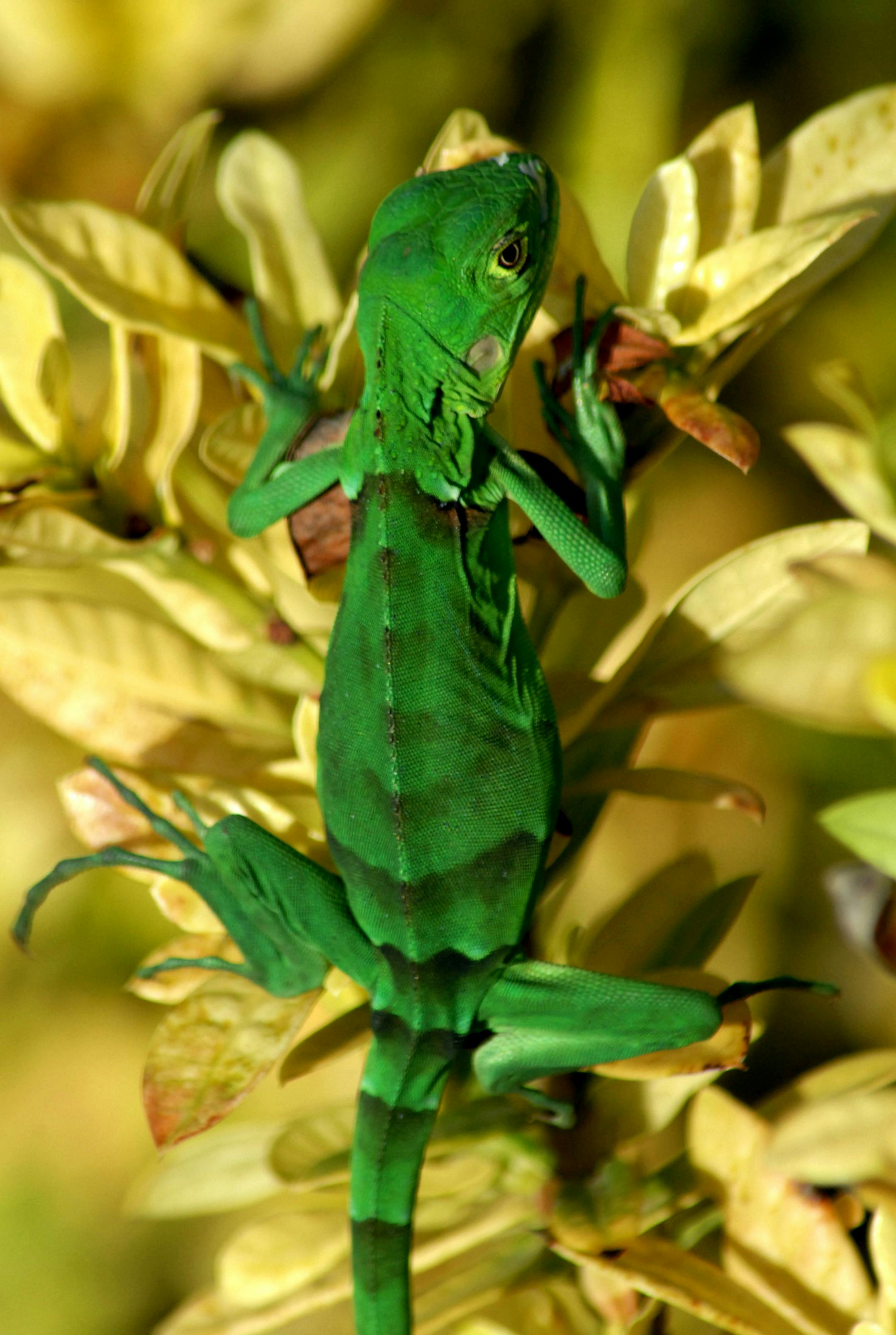 10aruba, lizard: Lizard on Aruba. Photo credit: Aruba Tourism Authority