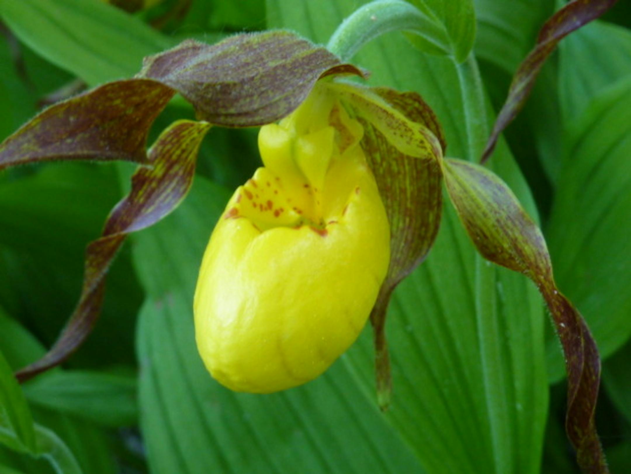 Since 1925, state law has protected the endangered ladyslipper, making it illegal to uproot or pick off its flowers.