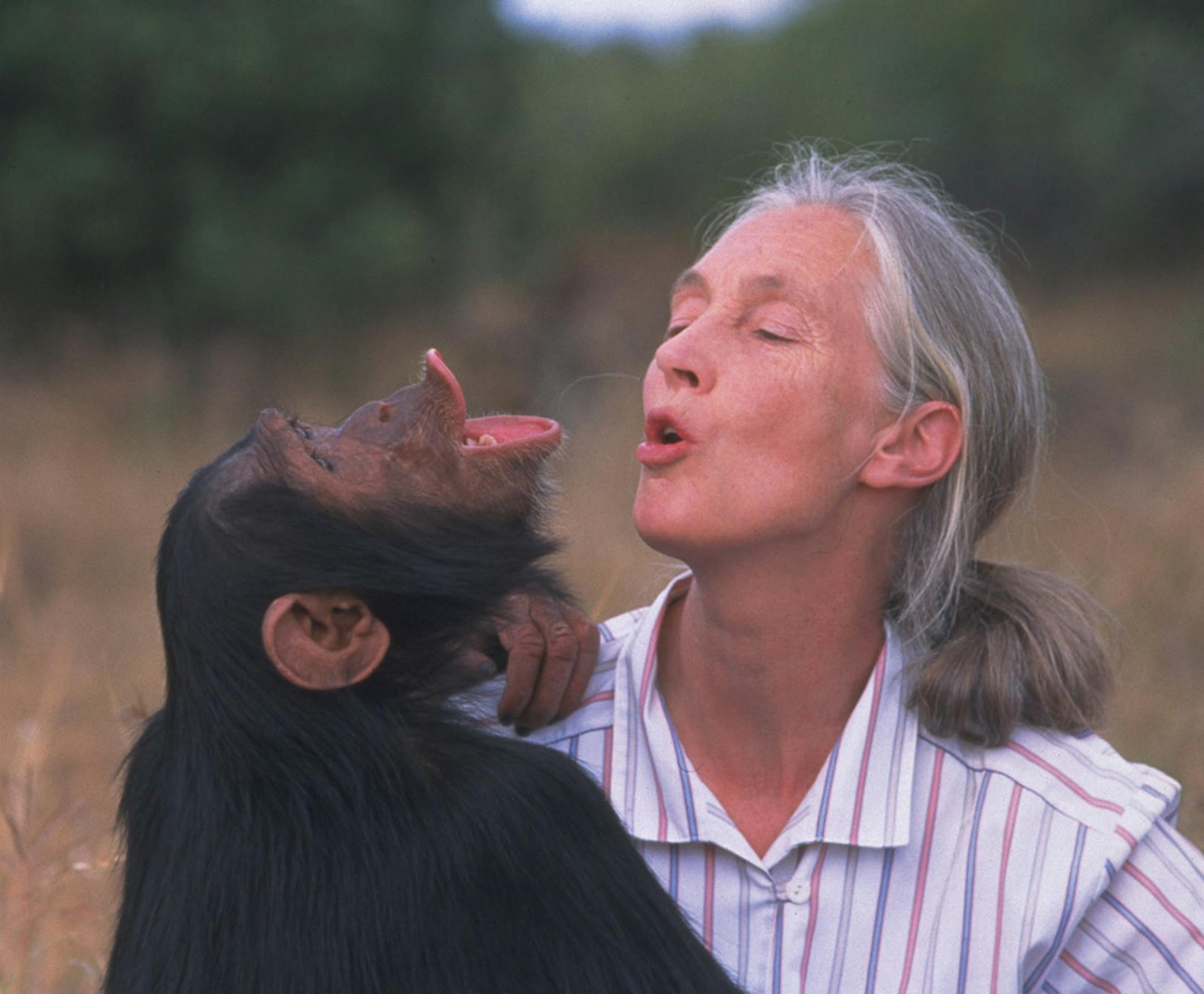 Still from "Jane Goodall's Wild Chimpanzees"